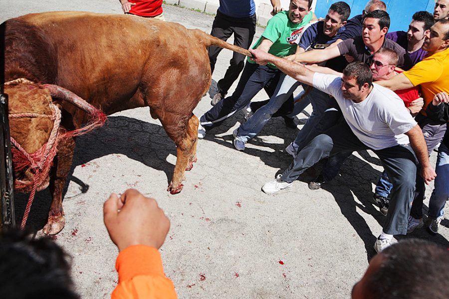 Running of the Bulls in Gaucín, Andalucía, Spain